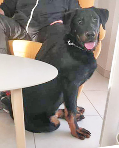  domainedelalicorne.fr photo chien beauceron photo chiot beauceron Elevage de beauceron chiot beauceron pure race élevage du clos de la licorne elevage des gardiens de la licorne elevage beauceron noir et feu authentique gros gabarits élevage de Beauceron familial sérieux et qualité domainedelalicorne.fr suivi des chiots conseil d’éducation chiot propre bas rouge santé caractère spécialiste du beauceron noir et feu ou arlequin chien rustique berger de France  nos chiots sont élevés avec amour et attention notre passion au service de la qualité Beauceron de qualité et sportif domaine de la licorne 04380 BARRAS élevage en liberté éleveur berger de beauce élevage de beauceron de travail 06 11 20 51 93 site domainedelalicorne.fr mail domainedelalicorne@gmail.com